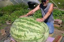 МЗС поширило фейк про 119-кілограмовий кавун з Херсонщини