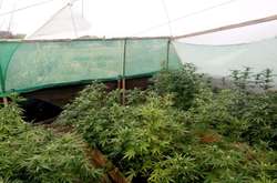 На Херсонщині чоловік насіяв конопель на мільйон гривень 