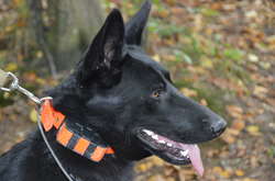 Собака знайшов заблукалого на Прикарпатті грибника