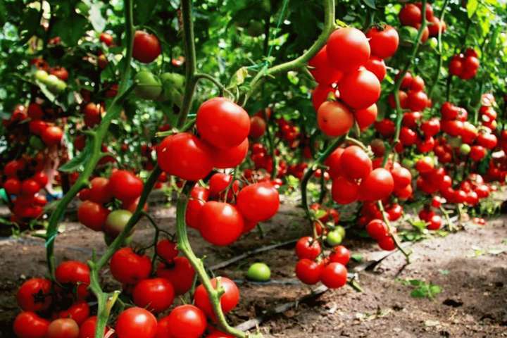 В Україні почали дорожчати тепличні помідори