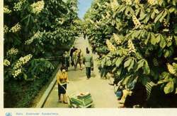 Город-сад. Как выглядел Киев в 1960-х годах