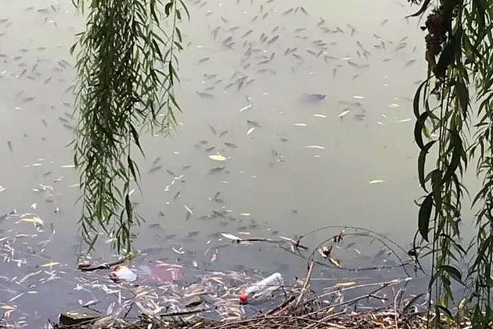 В озерах на Теремках у Києві масова загибель риби (фото)