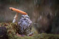 Найближчої доби в Україні дощитиме 