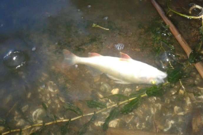Причиною загибелі риби в Ладижинському водосховищі назвали інфекцію та паразитів