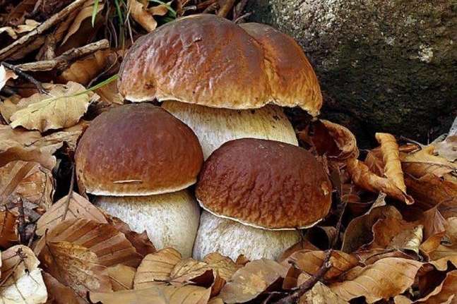 Вінничанам нагадали правила безпеки під час збирання грибів