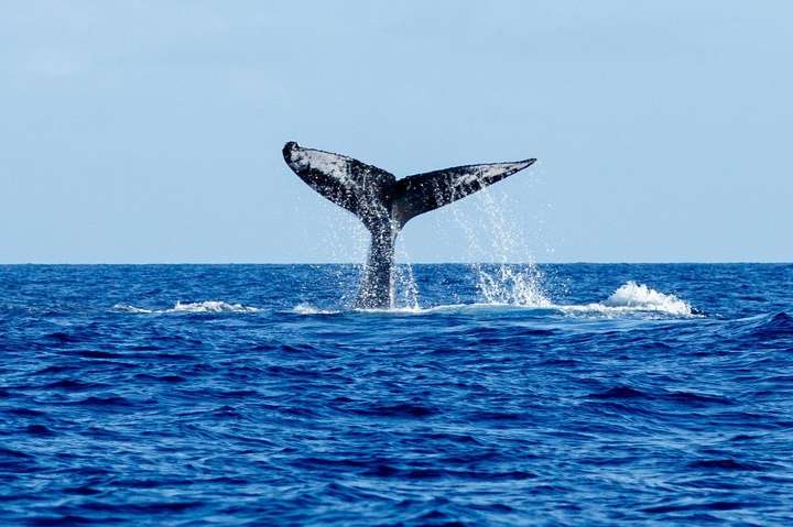 Япония выступила за возобновление коммерческого китобойного промысла. Австралия против