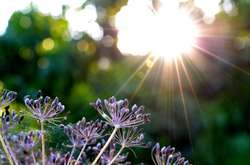 В Україну повертається тепла і суха погода 