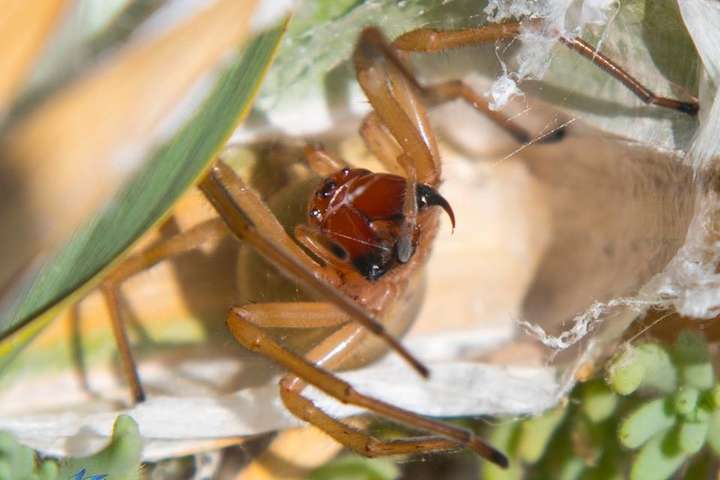 Новий вид небезпечних павуків виявили в Одеській області