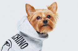 Диснеевские персонажи и одежда для животных: все, что известно о коллаборации H&M и Moschino. [ФОТО]