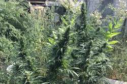 На Луганщині поліцейські вилучили у чоловіка канабіс на півмільйона гривень