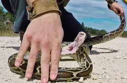 Женщина нашла на чердаке двоих огромных агрессивных питонов. [ВИДЕО]