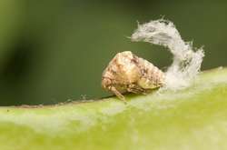 Удивительные существа вблизи. Яркие фото насекомых и пауков, проснувшихся с восходом солнца