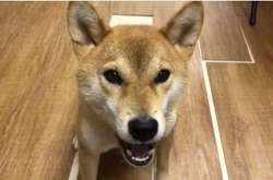 Японцы научили собаку выговаривать «есть» и «гамбургер»