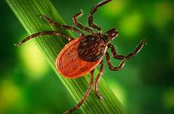 В Харьковской области выросло количество пострадавших от инфицированных клещей