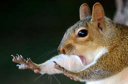 Семь сцен из дикой природы, которые заставят вас улыбнуться (фото)