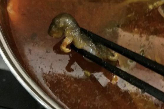 Мертвая крыса в супе обошлась китайской сети ресторанов в $190 млн (фото)