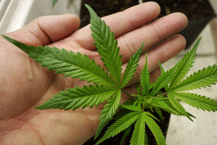 Мінфін Грузії планує отримати $400 млн від експорту марихуани