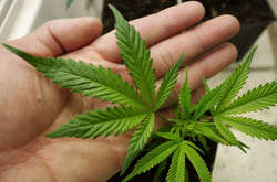 Мінфін Грузії планує отримати $400 млн від експорту марихуани