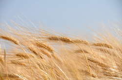 Бахматюк: українська агропродукція виграє на світовому ринку