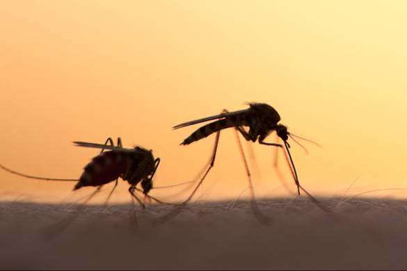 Третій випадок малярії зафіксували у Кропивницькому 