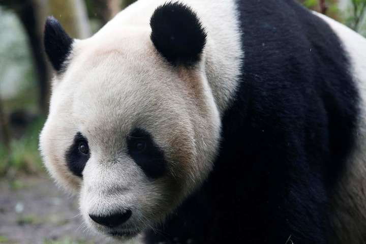 Сотрудникам Эдинбургского зоопарка запретили носить привычную форму из-за брачного сезона панд