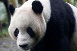 Сотрудникам Эдинбургского зоопарка запретили носить привычную форму из-за брачного сезона панд