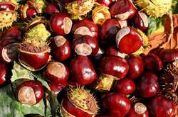 Кияни можуть здати плоди каштана на переробку