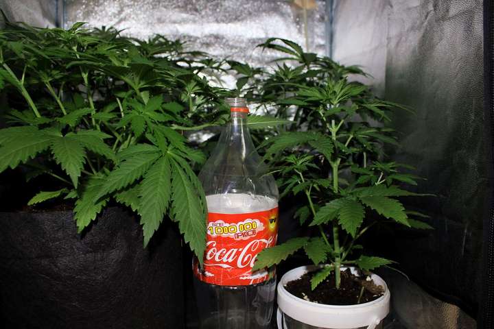 Сoca-Cola намерена выпускать напитки на основе марихуаны - СМИ