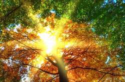 В Україні у найближчі дні буде тепло і сонячно 