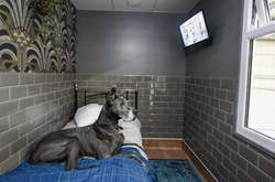 В Великобритании открылся роскошный пятизвездочный отель для собак (фото)