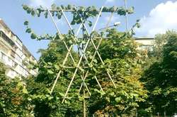 На Березняках з’явилися незвичайні липи (фото)