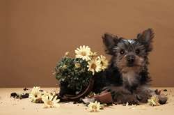 Животные развлекаются