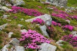 В Карпатах зацвела червоная рута: эффектные фото