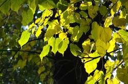 Погода на 20 вересня: без опадів, температура до +28