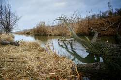 У річці під Києвом масово гине риба