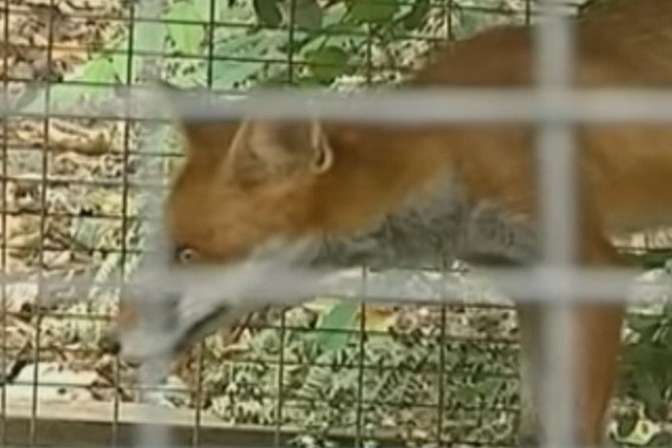 На Вінничині скажена лисиця забігла у відділення поліції