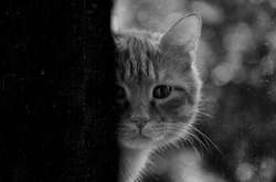 В Великобритании за три года так и не нашли убийцу 400 кошек