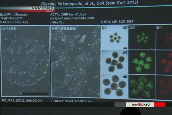 Японські вчені зробили крок до отримання штучних яйцеклітин людини