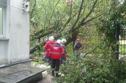 Рятувальники прибирають повалене дерево на вул. Світлицького