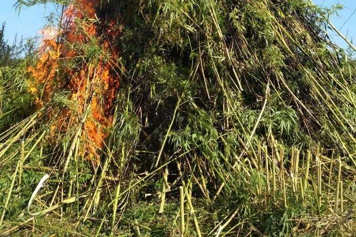 На Черкащині співробітники СБУ спалили три гектари конопель