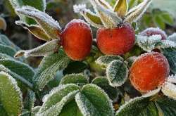 У найближчі дні в Україні очікуються заморозки