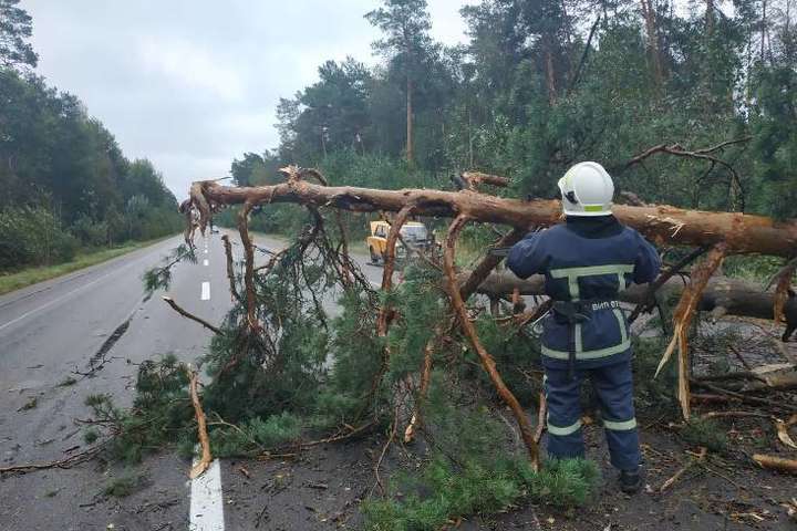 На заході України негода масово повалила дерева
