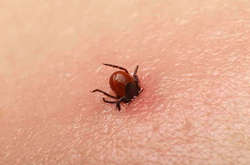  Кліщі передають інфекційне захворювання - хворобу Лайма 