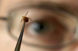 Кліщі атакують: в Україні збільшується кількість потерпілих від хвороби Лайма