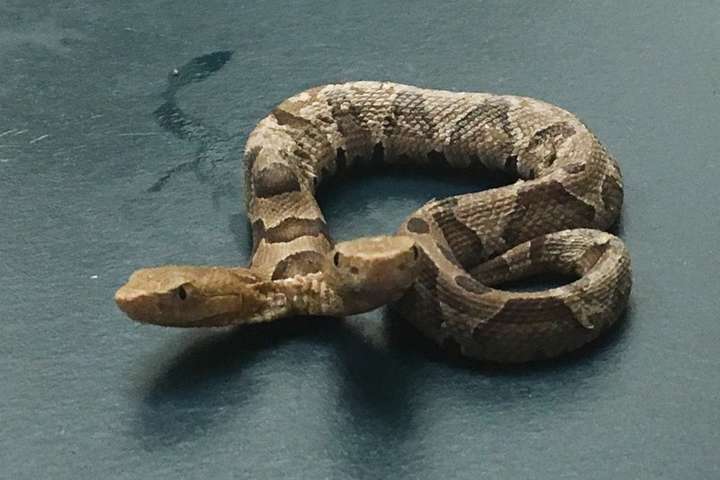 В США знайшли рідкісну змію з двома головами (фото)