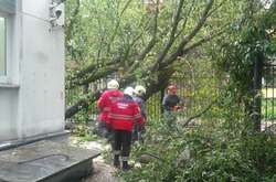  Рятувальники прибирають повалене дерево на вул. Світлицького, 24 вересня 2018 р. 