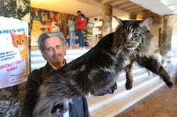 Cat-вернисаж