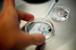 Ученые установили, что подвергнутые стрессу эмбрионы лучше приживаются во время ЭКО