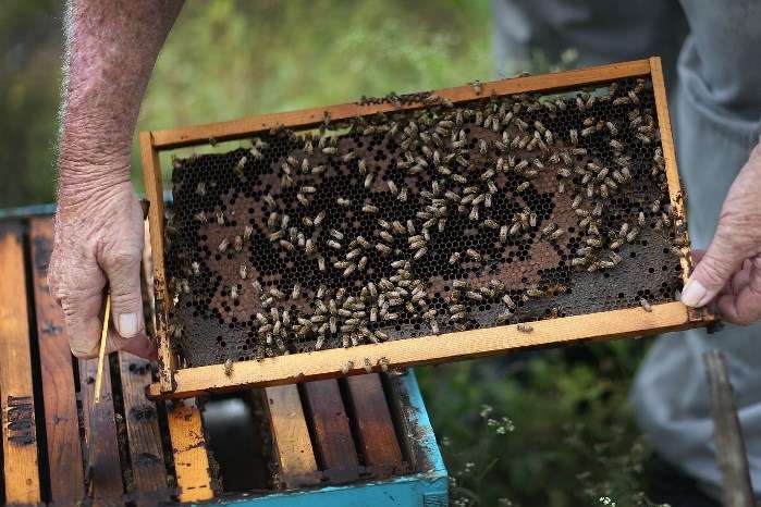 Фермера у Австрії посадили в тюрму через убивство бджіл