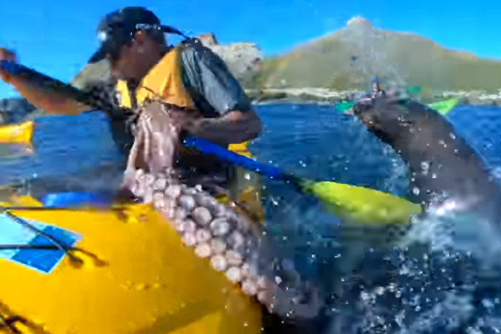 Мережу розсмішило відео з тюленем, який дав ляпаса весляру восьминогом